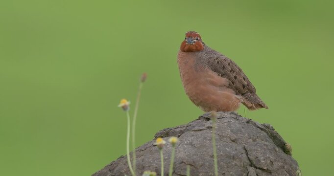Jungle Bush Quail raises tail to defecate on wet rock; slow motion monsoon bird habit looking around flowers,