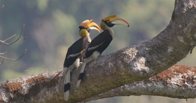 Great Pied Hornbill pair courtship feeding on branch; slow motion Western Ghats canopy morning