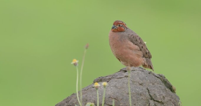 Jungle Bush Quail scouts on wet rock and struts off; slow motion monsoon bird action