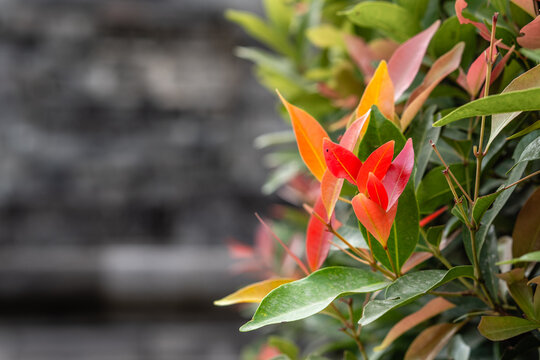 Close up shot of vibrant red and orange fresh shoots of Syzygium myrtifolium red lip plant