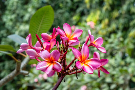 Close up shot of vibrant pink and yellow plumeria frangipani flowers blooming in the garden