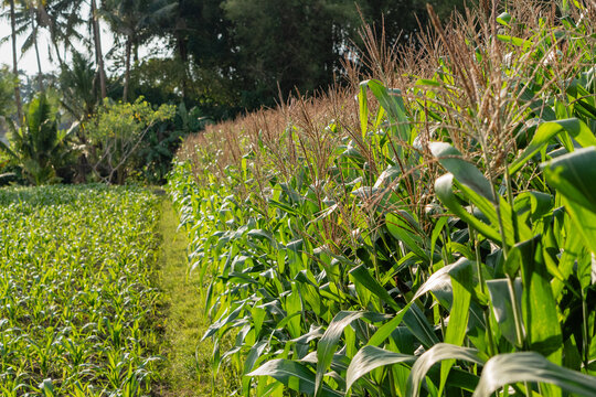 Green corn field with flowering tassels under bright sunlight in rural plantation