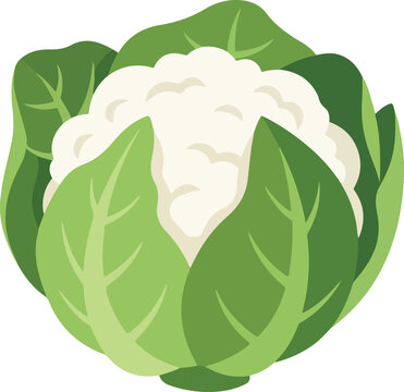 Fresh Cauliflower Vegetable with Green Leaves