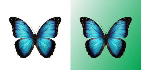 Blue butterfly insect with vibrant azure wings and dark borders © DesignFlenock