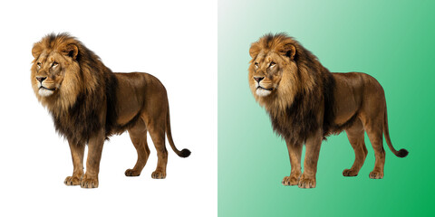 Male lion standing proudly displaying magnificent mane and powerful build © DesignFlenock