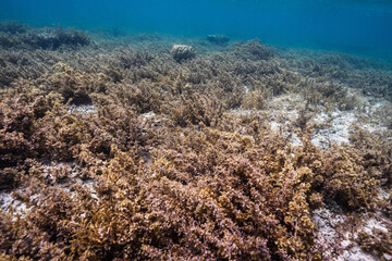 Dense marine vegetation growing across the underwater seabed © Satoshi