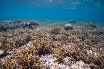 Blue tropical water above a rocky seabed covered with algae © Satoshi