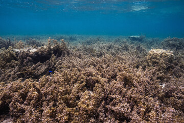Underwater view of a shallow rocky reef covered with algae © Satoshi