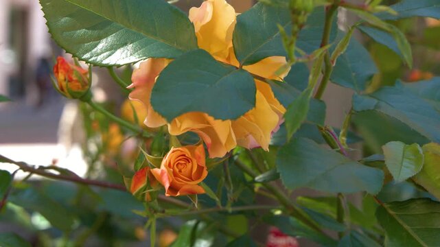 Blooming Orange Rose Bush Swaying Gently in Outdoor Garden