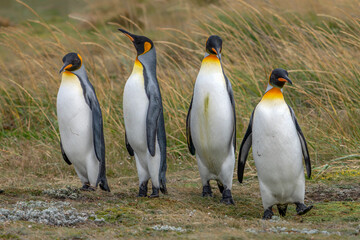 Obraz premium King Penguins (Aptenodytes patagonicus) Standing on Coastal Grassland Tierra del Fuego, Patagonia, Chili.