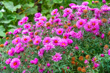 Fototapeta premium Autumn flowering of a lush bush of aster flowers. Many pink asters in the flower bed in the garden.