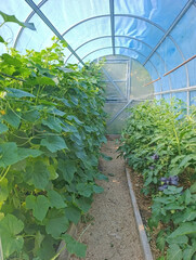 Fototapeta premium Inside Polytunnel Greenhouse With Rows Of Growing Cucumber Vines