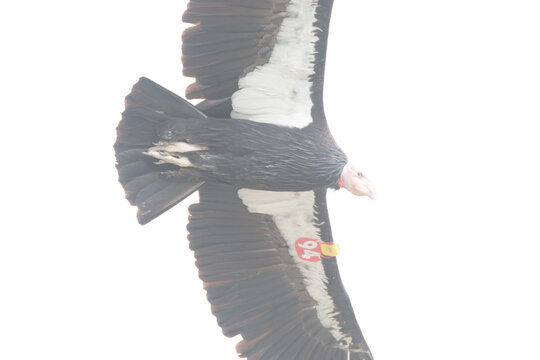 California Condor, Gymnogyps californianus