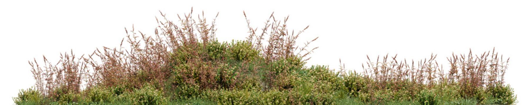 Wild grass field and shrub patch PNG, 3D render element isolated on transparent background for landscape
