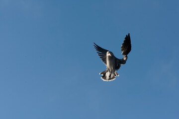 Obraz premium Heermann's Gull, Larus heermanni