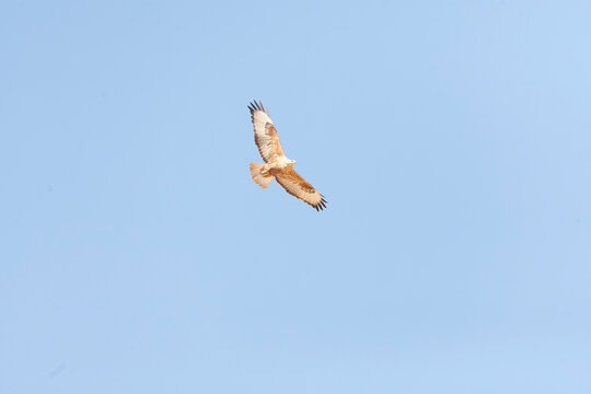 Long-legged Buzzard, Buteo rufinus