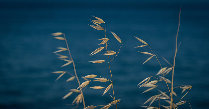 wild oat plant. dry wild oat. poaceae. avena sterilis. in front of a blue background.