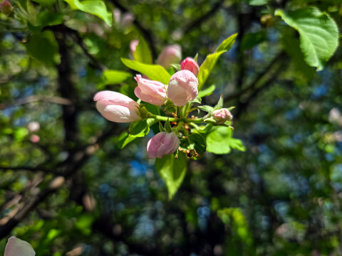 A detailed close-up shot of delicate pink and white apple tree flower buds opening on a branch surrounded by lush green spring foliage