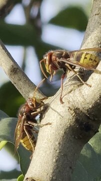 Europ&auml;ische Hornisse (Vespa crabro) in Nahaufnahme auf einem Ast. Detailreiche Naturaufnahme der gr&ouml;&szlig;ten heimischen Faltenwespe Deutschlands.