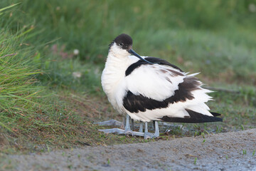 Fototapeta premium Pied Avocet, Recurvirostra avosetta