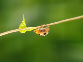 The ladybug is a small insect, measuring 1–10 mm, known for its striking red shell and black spots. © Ainur