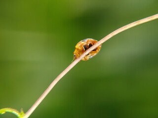The ladybug is a small insect, measuring 1–10 mm, known for its striking red shell and black spots. © Ainur