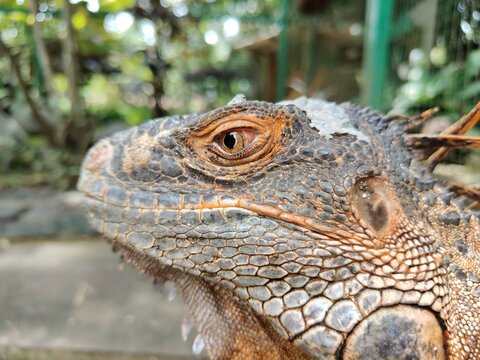 Iguana skin is very tough, waterproof, and functions for camouflage, protection, and body temperature regulation.