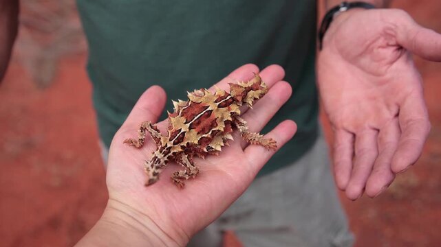 Cute Thorny Devil (Moloch horridus) lizard crawling on man's hand in Kings Canyon,  red center of Australia