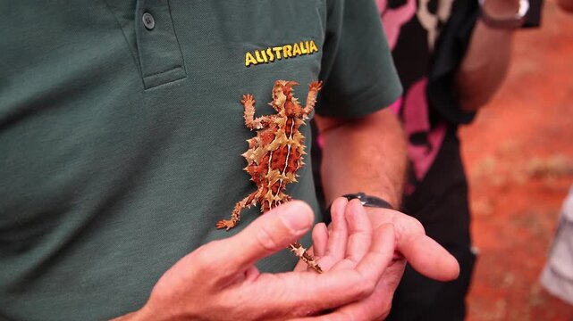 Cute Thorny Devil (Moloch horridus) lizard crawling on man's chest in Kings Canyon,  red center of Australia