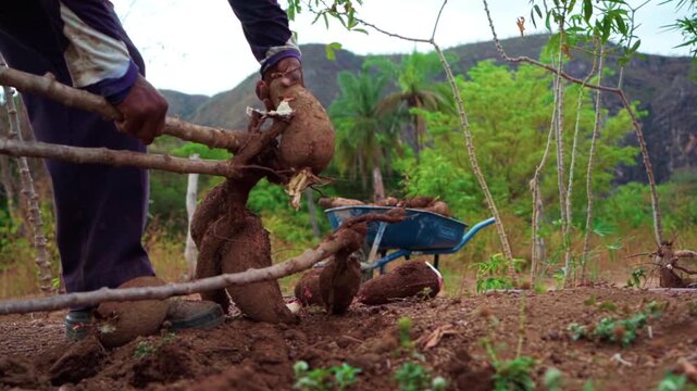 Low-angle close-up of a cassava grower separating a large tuberous root by hand from an uprooted plant beside a loaded wheelbarrow.
