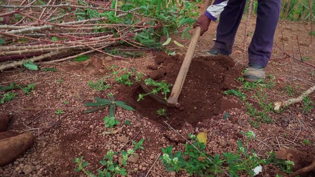Close-up of a cassava grower using a hand hoe to break and loosen the soil until buried cassava roots are exposed during harvest.