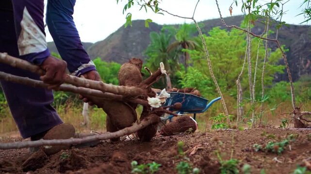 Low-angle close-up of an uprooted cassava plant placed near the camera as a grower separates the large tuberous roots by hand beside a wheelbarrow