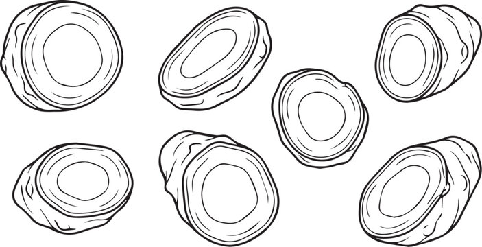 Sliced White Turmeric Root Vector Line Art Outline Drawing