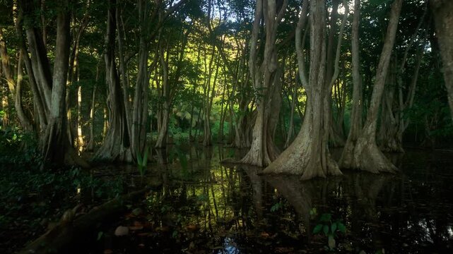 Slow flight deep into flooded tropical swamp forest near Anse Galet Beach, Saint Lucia, past buttressed tree trunks and aerial roots mirrored in dark still water