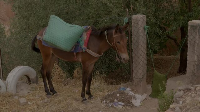 A saddled pack mule equipped with woven cargo hampers stands tethered by an olive tree, exemplifying essential traditional rural transport in a remote High Atlas Berber community in Morocco.