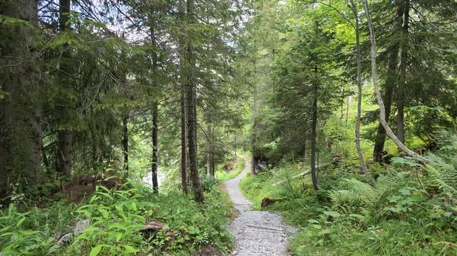 Hiking through a beautiful, serene, alpine forest in Rosenlaui Valley, Switzerland. POV trekking slowly down a scenic walkway nestled between a fast flowing glacial river and a forest of diversity.