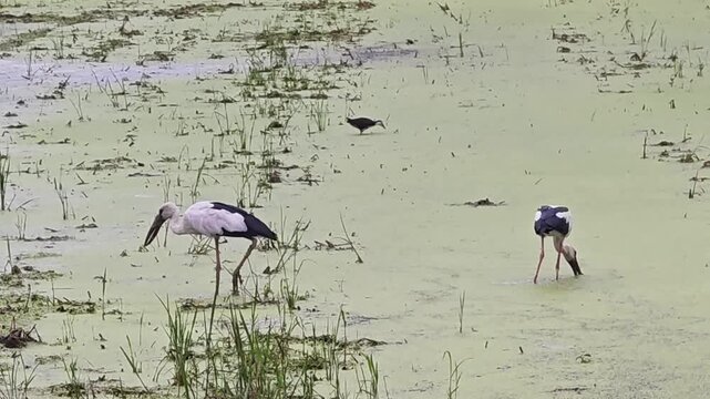 A heron is waiking in around looking for food water, majestic wild bird with long beak and elegant feathers in natural wildlife habitat.