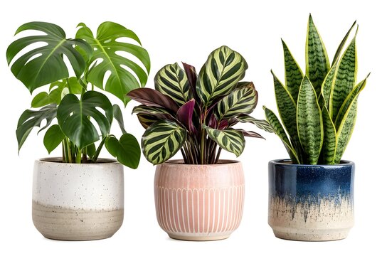Three decorative houseplants in stylish ceramic pots isolated collection
