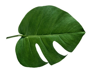 Monstera plant png on transparent background © Rawpixel.com