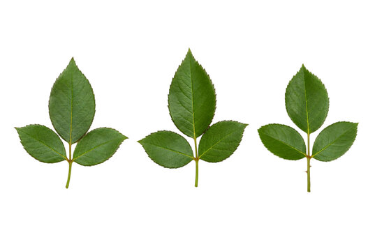Three green rose leaves isolated on transparent background png file