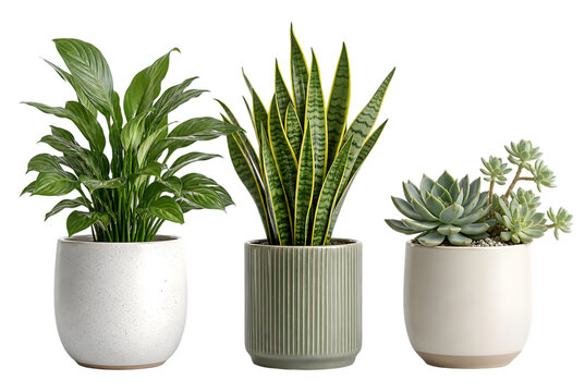 Three potted houseplants isolated on transparent background png file