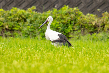 Obraz premium Oriental stork standing in a green field in Japan