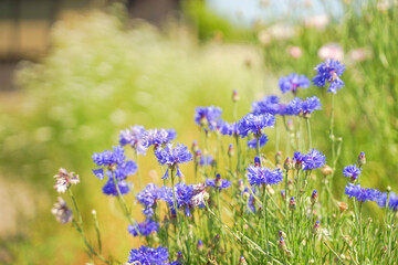 Obraz premium Blue cornflowers blooming in soft summer sunlight