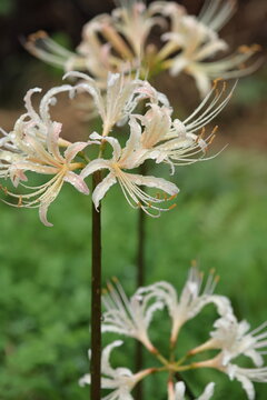 雨粒をまとった白いヒガンバナの花