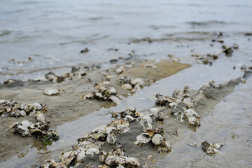 Wild Oyster Shells Clustered on Rocky Tidal Shoreline at Low Tide © Aquarius Creative