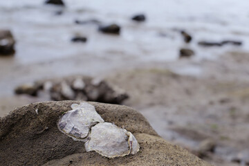 Wild Oyster Shells Clustered on Rocky Tidal Shoreline at Low Tide © Aquarius Creative