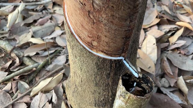 Latex drips from a rubber tree trunk. Collection cup gathers the sap. Fall leaves cover the forest floor. The tree's bark shows natural texture. This scene captures sustainable rubber harvesting