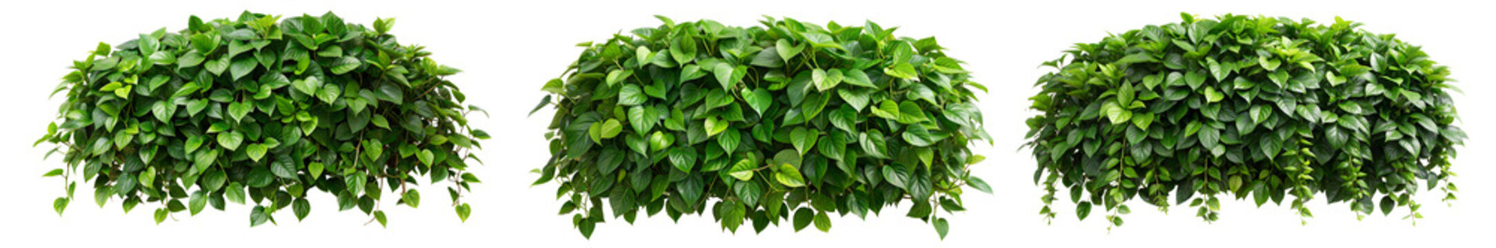 Lush cascading greenery and hanging vines (Philodendron, Pothos, Fern, Ivy, Creeping Fig, String of Pearls). PNG, isolated on transparent background with clipping path cutout.