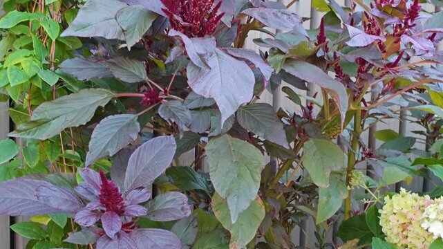 Colorful hydrangeas blooming in a garden setting with lush green foliage