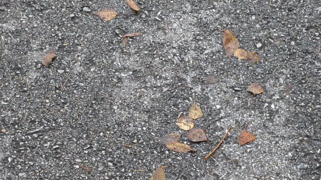Scattered autumn leaves on asphalt background